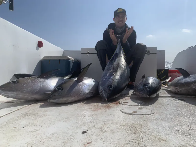 Indo-Pacific Sailfish