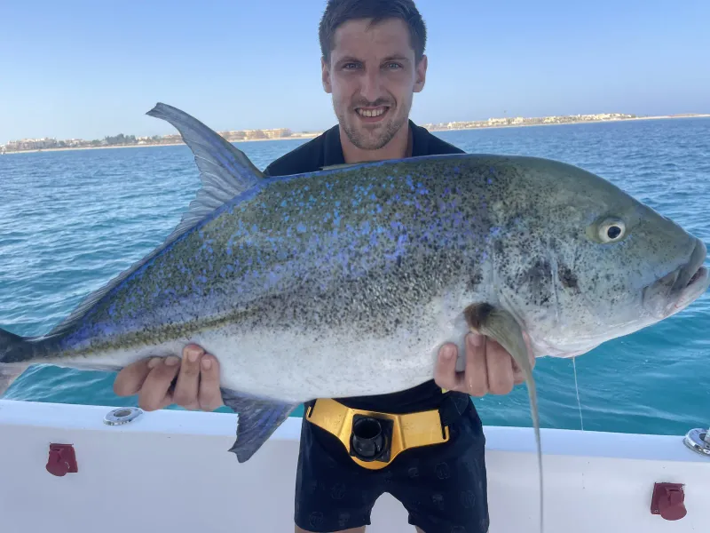 African Pompano