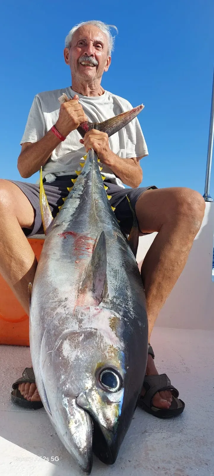 Bohar Snapper