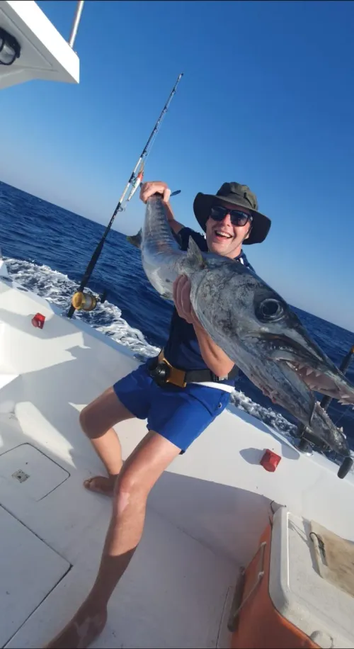 Great Barracuda