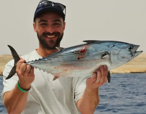 Greater Amberjack